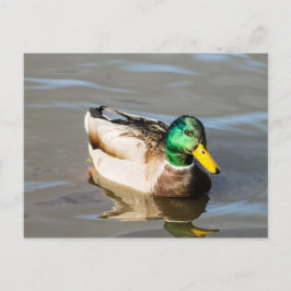 Cartão Postal Placa Postada de Drake Mallard