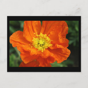 Cartão Postal Placa Postada de Flor Laranja-Picada