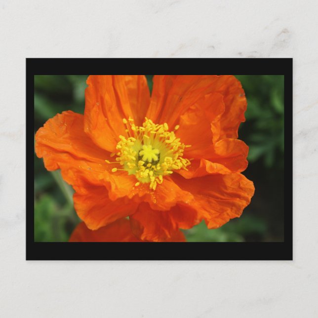 Cartão Postal Placa Postada de Flor Laranja-Picada (Frente)