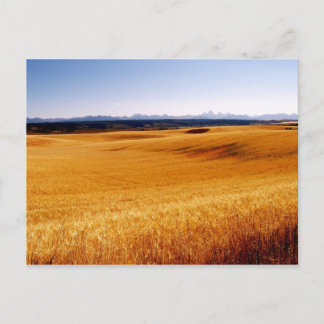 Cartão Postal Placa postada de ondas âmbar