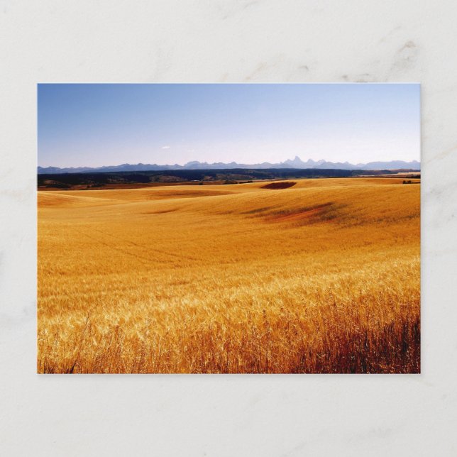 Cartão Postal Placa postada de ondas âmbar (Frente)