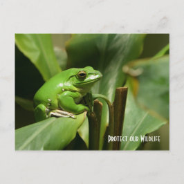 Cartão Postal Placa Postada do Sapo de árvore verde