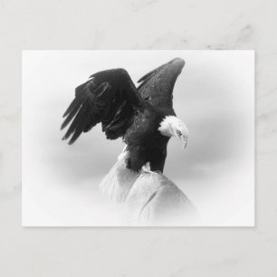 Cartão Postal Placa Postada Eagle
