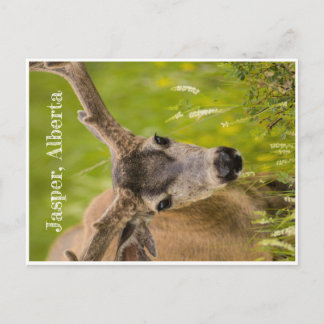 Cartão Postal Placa Postada Jasper
