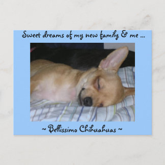 Cartão Postal Placa postada para puppy