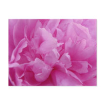 Placa postada Pink Peony Petals