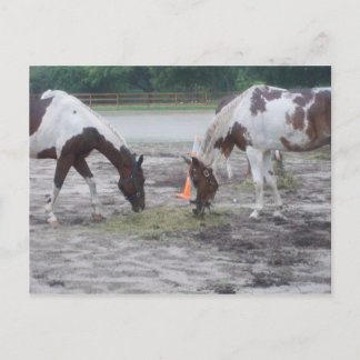 Cartão Postal Placa postada Pinta/Pinto