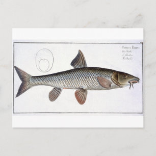 Cartão Postal Placa XVIII de Barbel (Cyprinus Barbus) de Ichthyo