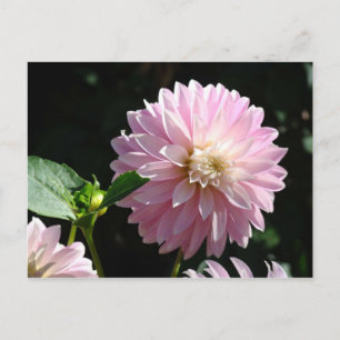 Cartão Postal Placas de posto de Flores Rosa Dahlia Flor Verão F