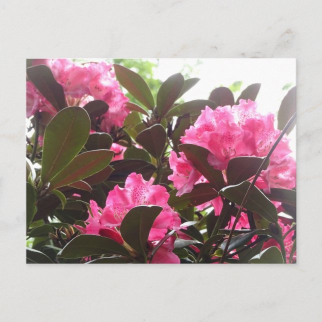 Cartão Postal Placas de Rhododendron, cor-de-rosa, solarenga, fa (Frente)