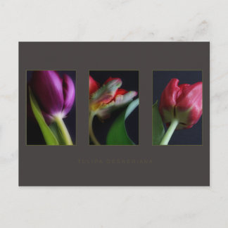 Cartão Postal Placas postadas