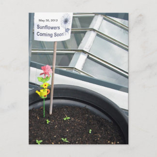 Cartão Postal Placas postais do Sunflower em 30 de maio de 2012