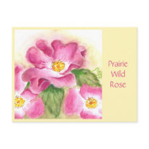 Plairie Wild Rosa Postar Card