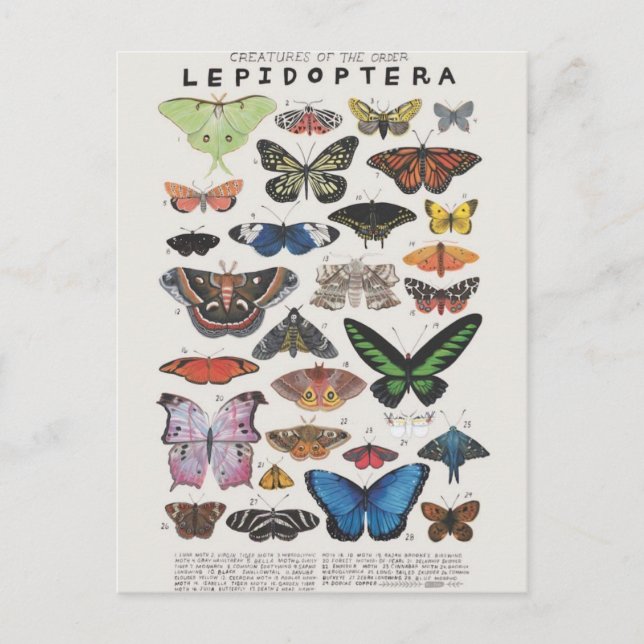 Cartão Postal Planche Papillon (Frente)