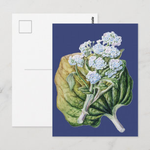 Cartão Postal Planta antiga Myosotidium Hortensia Botânica