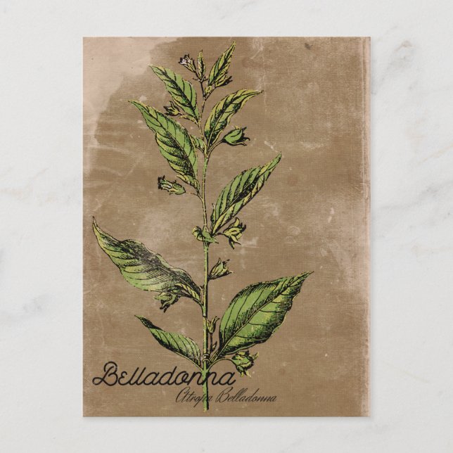 Cartão Postal Planta Belladonna Estilo Vintage (Frente)