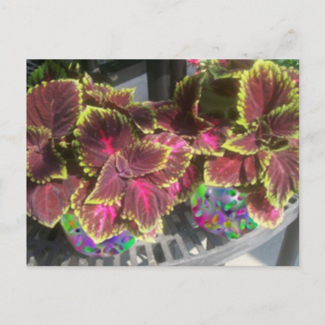 Cartão Postal Planta Coleus (Frente)