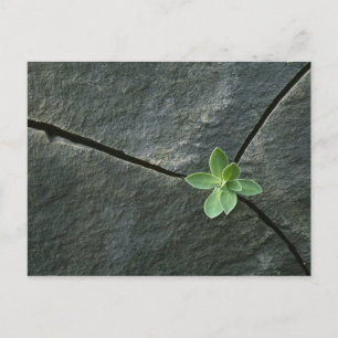 Cartão Postal Planta crescendo em rocha rachada