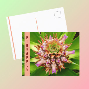 Cartão Postal Planta de Abacaxi Fotografia Botânica