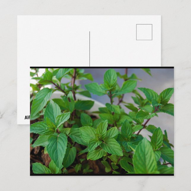 Cartão Postal Planta de Hortelã Herbácea (Frente/Verso)