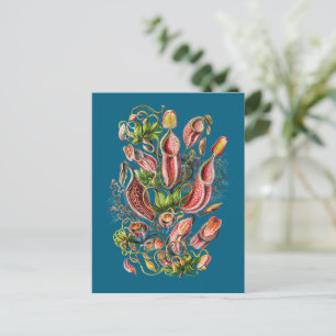 Cartão Postal Planta de Pitcher (Azul)   Vintage Ernst Haeckel I