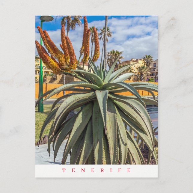 Cartão Postal Planta de Tenerife Aloe Vera e cartão-postal das f (Frente)