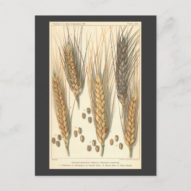 Cartão Postal Planta De Trigo Resistente À Seca, Agricultura De  (Frente)