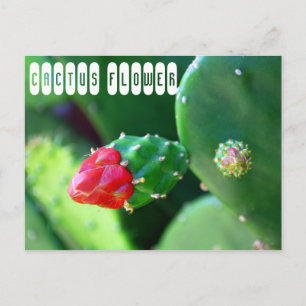Cartão Postal Planta Flor de Cactus