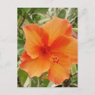 Cartão Postal planta hibiscus laranja hawaii