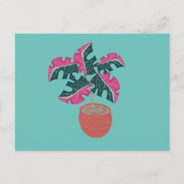 Cartão Postal Planta Monstera Variegada Rosa e Verde em Vaso