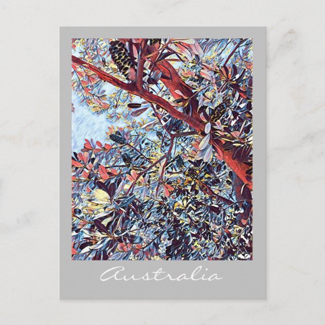 Cartão Postal planta nativa australiana Banksia (Frente)