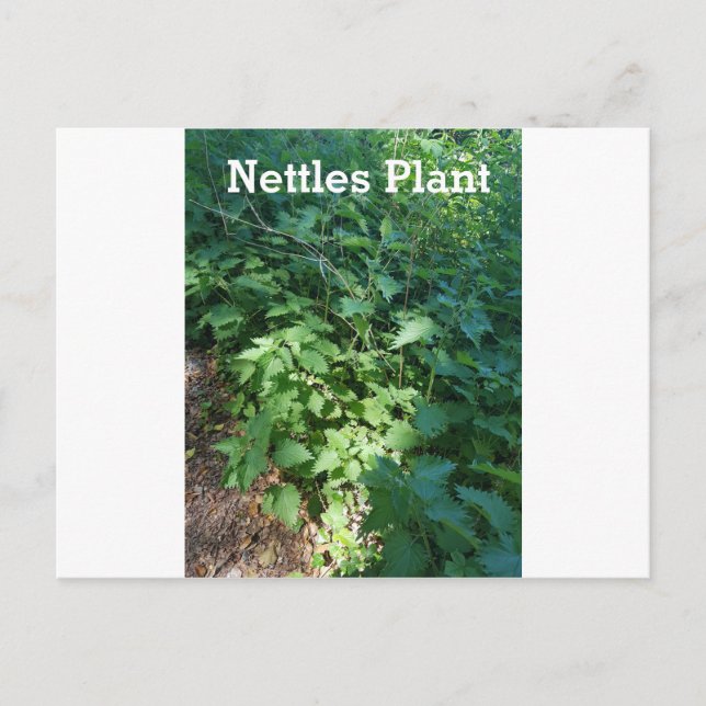 Cartão Postal Planta Nettles (Frente)