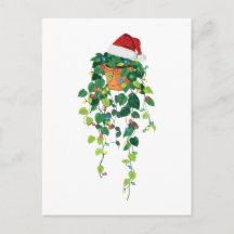 Planta Pendurada Pothos Chapéu de Papai Noel Luzes