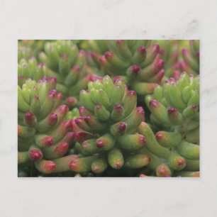 Cartão Postal planta Sedum, Museu do Deserto de Arizona-Sonora,