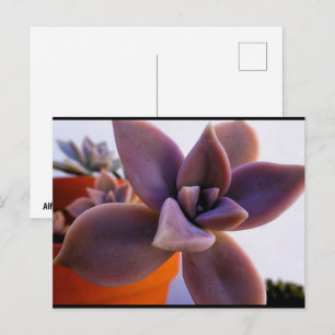 Cartão Postal Planta suculenta Ghost-plant em close-up