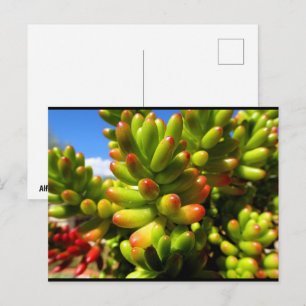 Cartão Postal Planta Suculenta Jelly Bean
