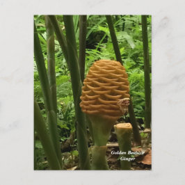 Cartão Postal Planta Tropical Gengibre Colmeia