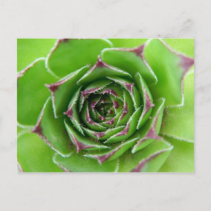Cartão Postal Planta verde