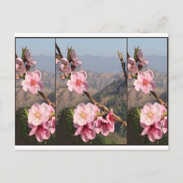 Cartão Postal Plantação bonita da fruta de India UttraKHAND da (Frente)