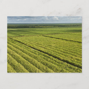 Cartão Postal  Plantações de Cana-de-açúcar, Guiana