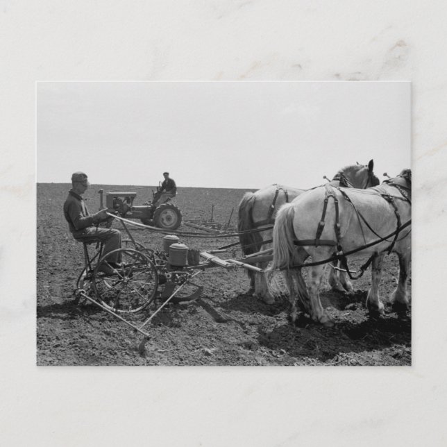 Cartão Postal Plantador de Milho Desenhado em Cavalo, 1940 (Frente)