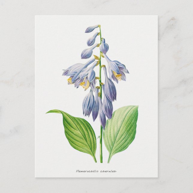 Cartão Postal Plantain Lily Hosta Flower Botanage (Frente)