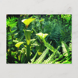 Cartão Postal Plantas Amarelas Pitcher