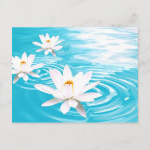 Cartão Postal Plantas brancas de Lotus flutuando em água turque