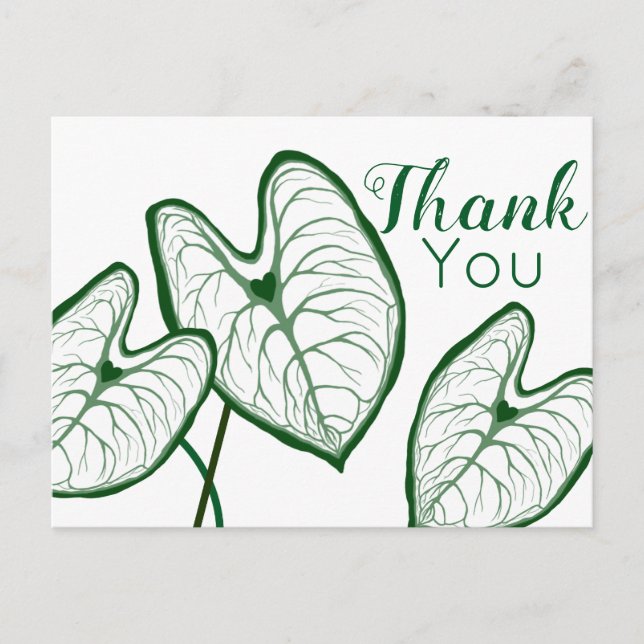 Cartão Postal Plantas Caladium Modernas Obrigado (Frente)