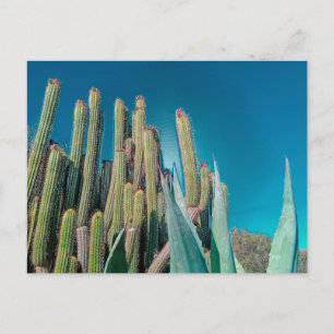 Cartão Postal Plantas De Cactus No Deserto De África, Em Pera Rá
