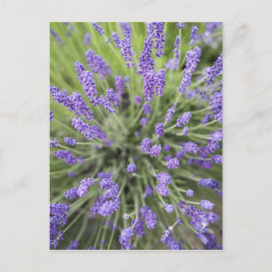 Cartão Postal Plantas de lavanda
