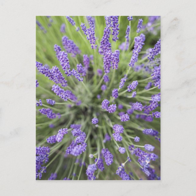 Cartão Postal Plantas de lavanda (Frente)