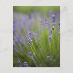 Cartão Postal Plantas de lavanda 2