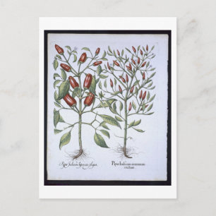 Cartão Postal Plantas de Pimenta Chili, do Hortus Eystettensi